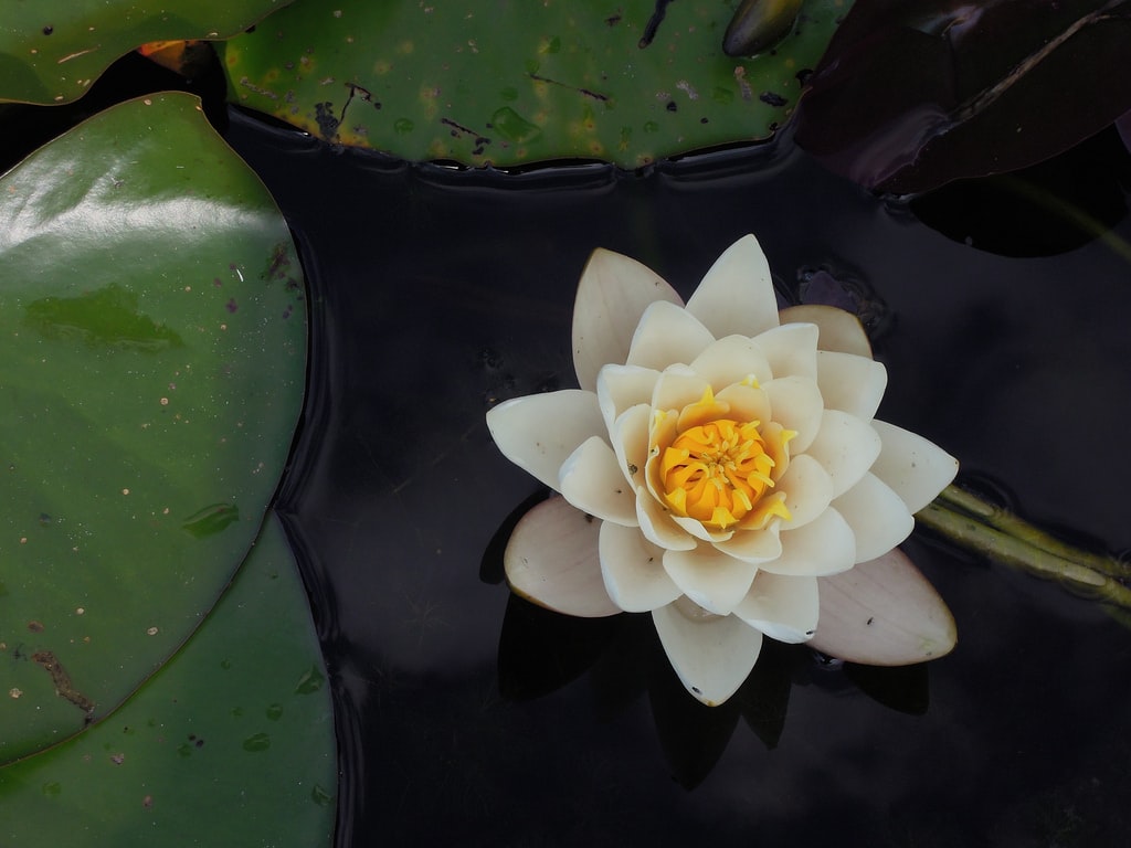 Photo Flower bud lamp